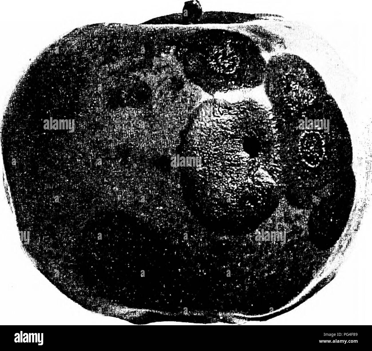 Il marciume amaro è una malattia vegetale che colpisce le mele, causata dal fungo Glomerella rufomaculans. Influisce sia sulla frutta che sul ramoscello, portando a lesioni marroni morbide, umide o secche. Questa malattia è più comune nelle mele mature, ma può influenzare vari stadi dello sviluppo dei frutti. Foto Stock