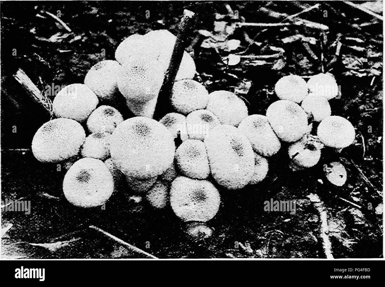 . Minnesota malattie delle piante. Le malattie delle piante. Minnesota malattie delle piante. Io"io estremamente velenose e mangiatori di fungo devono prendersi cura che essi abbiano familiarità con la varietà velenosa trovata in stato. (Figg. Frontespizio, da 6 a 8, ecco i8, 20, 81, 86 a 89, 116, 128 e 132.) Puff-sfere e i loro alleati (G aster amy cetes). Tutti i re- altre basidium-cuscinetto funghi hanno chiuso i corpi fruttiferi. Il basidia sono portati all'interno di questa struttura sia in palisades il rivestimento della superficie di camere o in modo irregolare su fili allentati in tutto il corpo fruttifero. Quest'ultima disposizione. Fig. Foto Stock