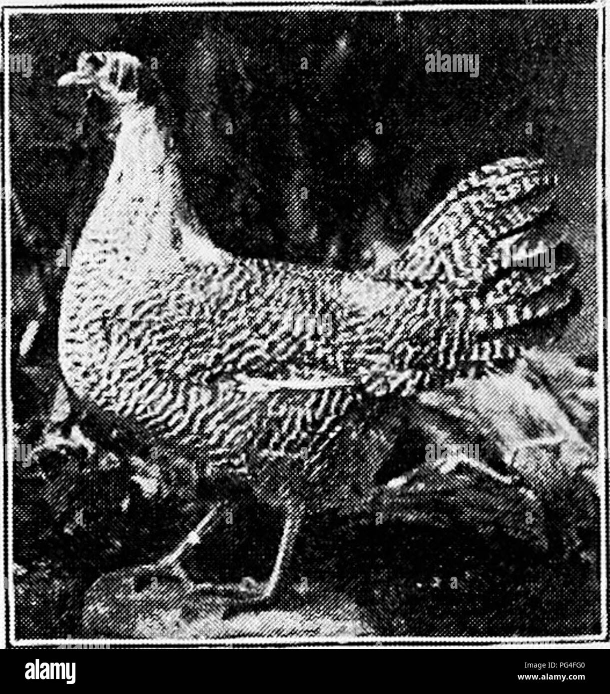 . Principi e pratica della cultura di pollame . Il pollame. Fig. 364. Argento gallo Campine, possedute da M. R. Jacobus, Ridgefield, New Jersey che il magazzino può venire dalla Turchia, uccelli esattamente della stessa descri- zione avente stato osservato ci da Aldrovandus. Bel- gian tradizione che risale la gara in Belgio come lontano come la prima parte del XIII secolo, quattro cento anni prima Aldrovandus. Se questo tra- dition è vero, sembra che la gara è stata allevati in stretta con- formity la presente tipo, per almeno sette cento anni. Campines sono circa la dimensione di ordinaria Legh Foto Stock