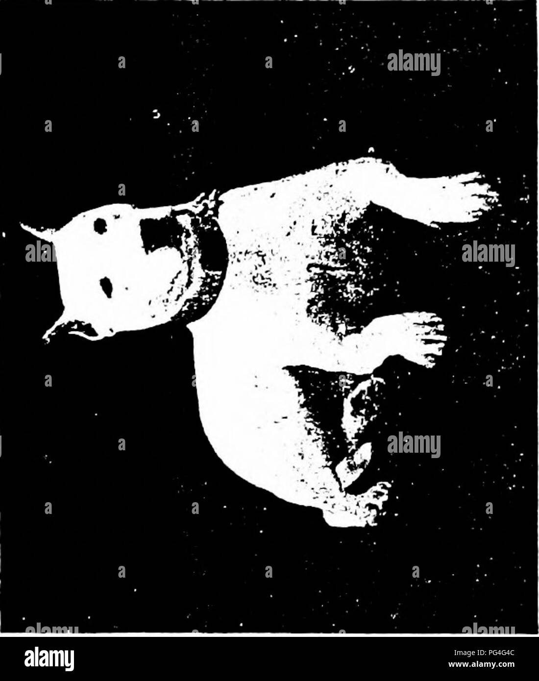 Questo libro fornisce una storia completa del cane, insieme a una guida pratica sulla cura, la gestione e l'esposizione dei cani, che copre le razze chiave dei cani e le loro caratteristiche. Foto Stock