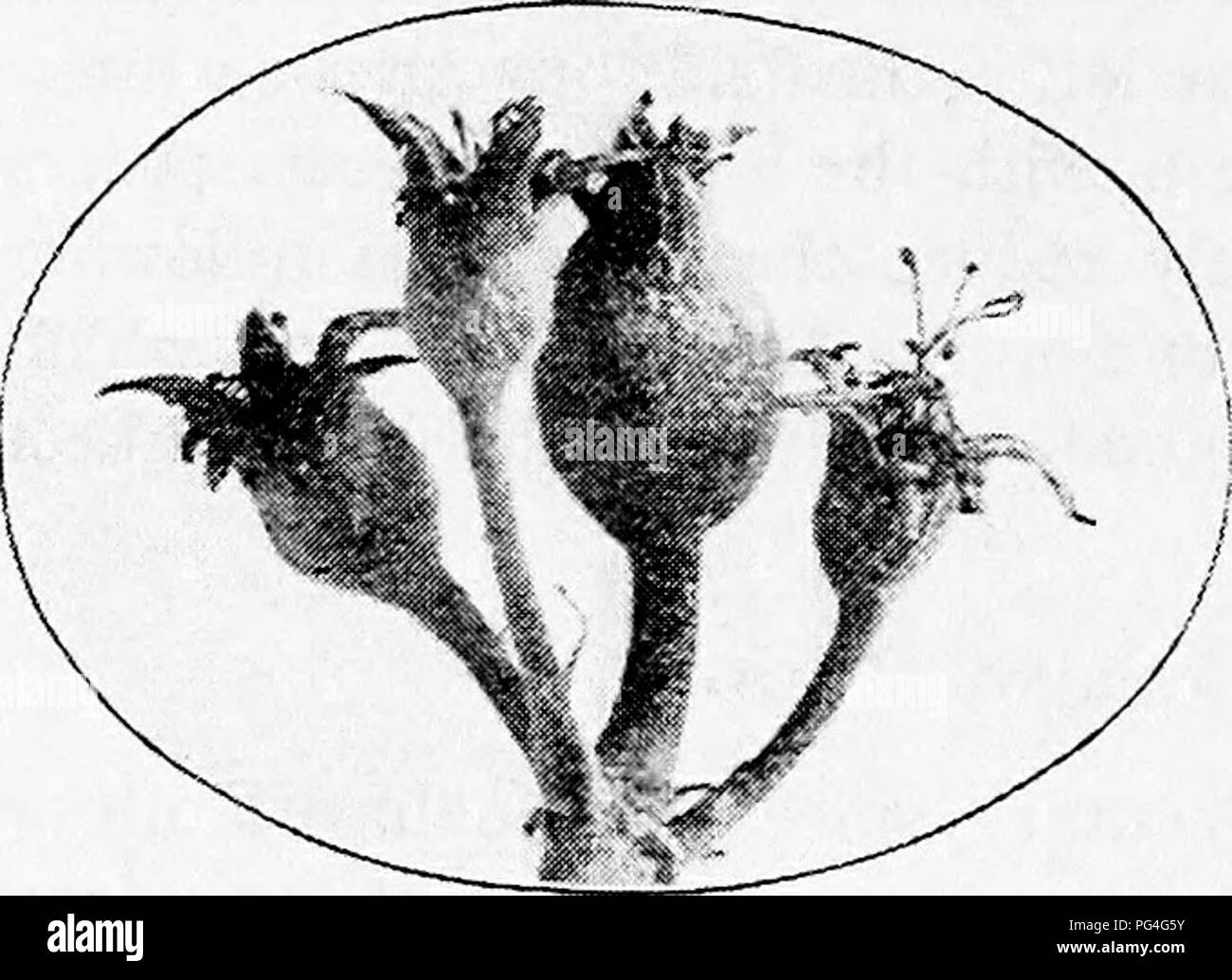 . Agriturismo amici e nemici di fattoria : un libro di testo di scienza agricola . Parassiti agricoli; insetti utili; pesti di insetto. J14 Azienda agricola amici e nemici di fattoria. essi sono suscettibili di nibble per un paio di giorni prima di loro scavano giù verso il nucleo. Quando una volta all'interno del frutto, la loro alimentazione e crescere per circa un mese. Quindi lasciano la frutta e trovare un rifugio dove girano i loro bozzoli, entro cui; essi cambiano per le pupe. Ogni insetto rimane in questo stato di pupa per circa due settimane; quindi emerge come una falena adulta, come quella di cui le uova originali. Queste falene com- monly depongono le uova per una seconda covata Foto Stock