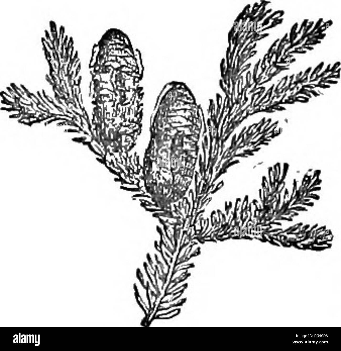 Questa edizione abbreviata del *Arboretum et fruticetum enemicum* offre descrizioni dettagliate di alberi e arbusti duri nativi e stranieri della Gran Bretagna, fornendo informazioni scientifiche e pratiche sulla coltivazione. Foto Stock