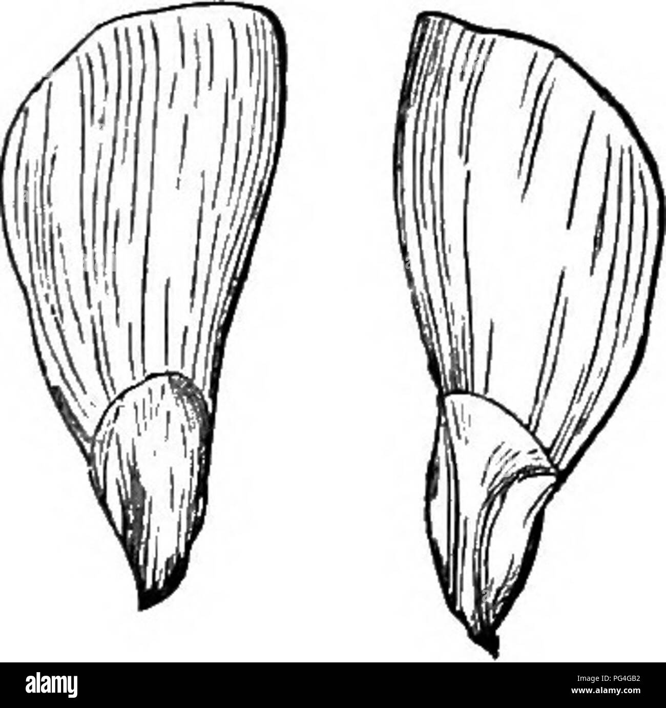 Questa guida abbreviata agli alberi e agli arbusti della Gran Bretagna copre sia le specie autoctone che quelle straniere, descrivendo dettagliatamente la loro propagazione, la loro cultura e gli usi pratici con illustrazioni di varie specie di alberi e arbusti. Foto Stock