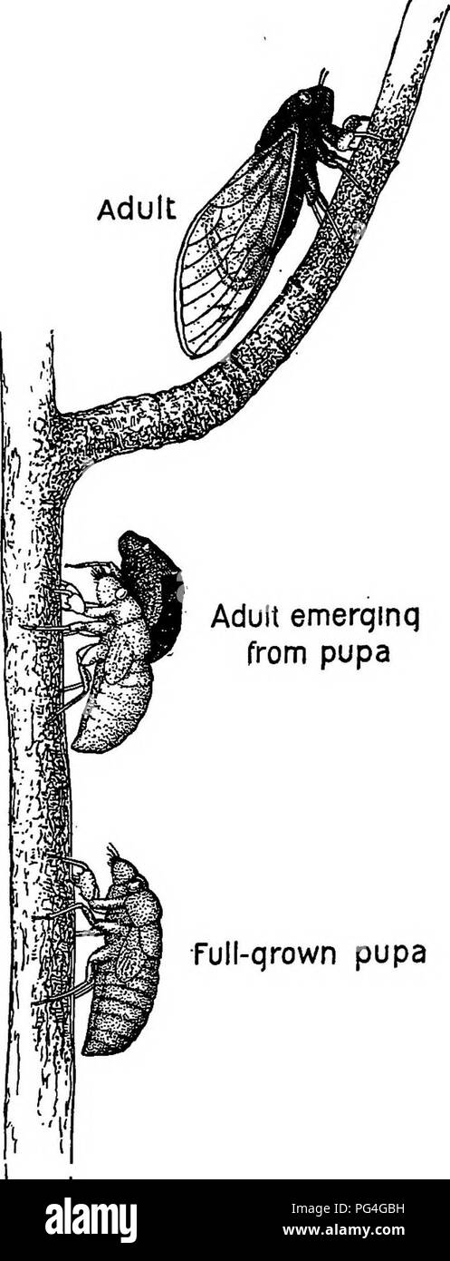 Questo libro di testo identifica insetti benefici e nocivi in agricoltura, tra cui il periodico Cicada, che emerge dalla pupa e colpisce le colture. Il testo evidenzia sia i contributi di parassiti che di insetti agli ecosistemi agricoli. Foto Stock