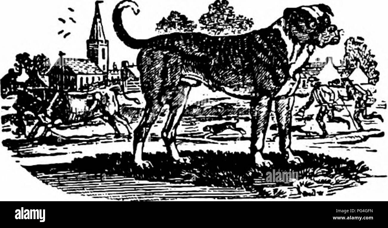 Questo libro copre la storia dei cani e fornisce consigli pratici sulla cura e la gestione dei cani domestici, delle cucine e delle mostre, insieme a descrizioni dettagliate delle razze. Foto Stock