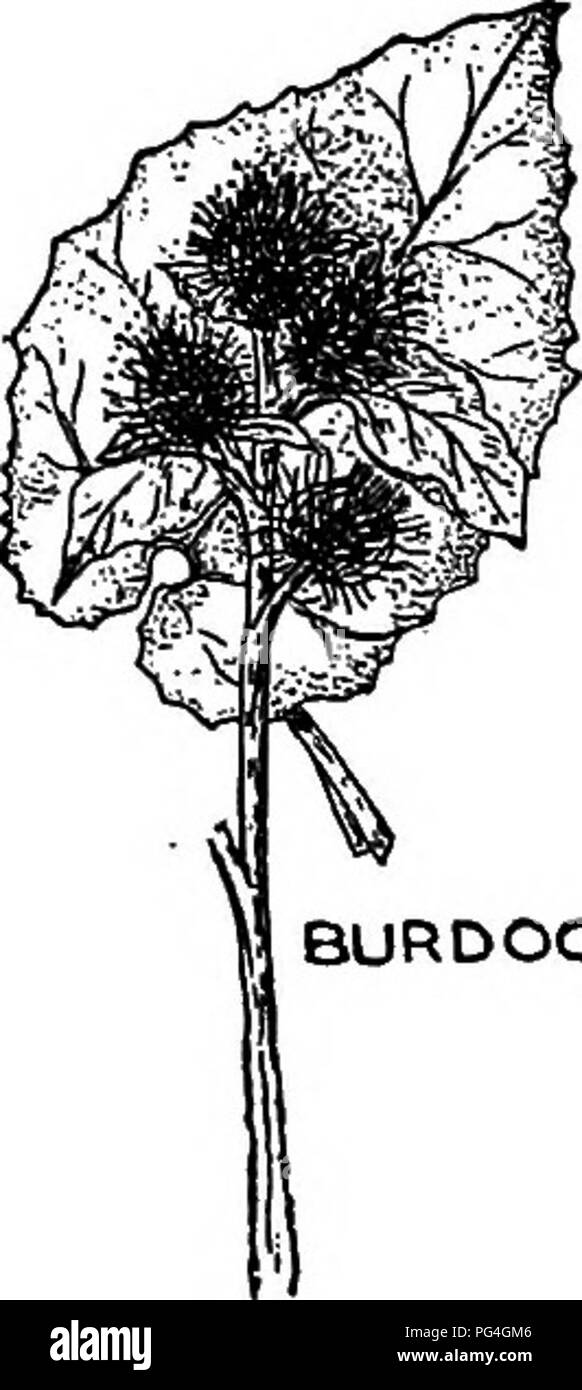 Questo testo agricolo descrive la natura invasiva della falda, un'erba comune nei fianchi delle strade e nei terreni di deposito dei rifiuti. Mette in evidenza la capacità della pianta di produrre migliaia di semi, ciascuno con un pappus fine, consentendo una diffusione diffusa dei semi. La persistenza del Burdock rende difficile il controllo delle piante infestanti nelle zone agricole. Foto Stock