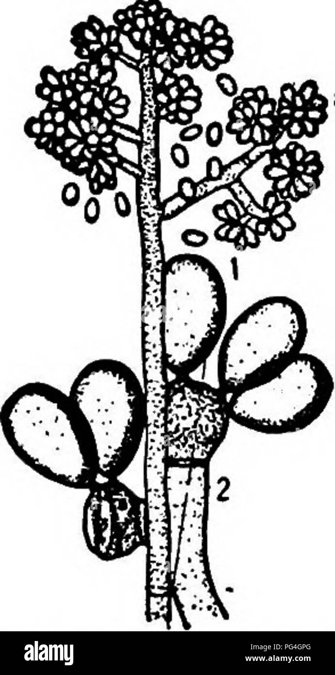 Questo lavoro esplora i vari funghi responsabili di malattie vegetali, come il marciume nero e il marciume bruno, che colpiscono in particolare le colture di mele. Descrive dettagliatamente il ciclo di vita, gli effetti e il trattamento delle infezioni fungine che danneggiano piante e colture. Foto Stock
