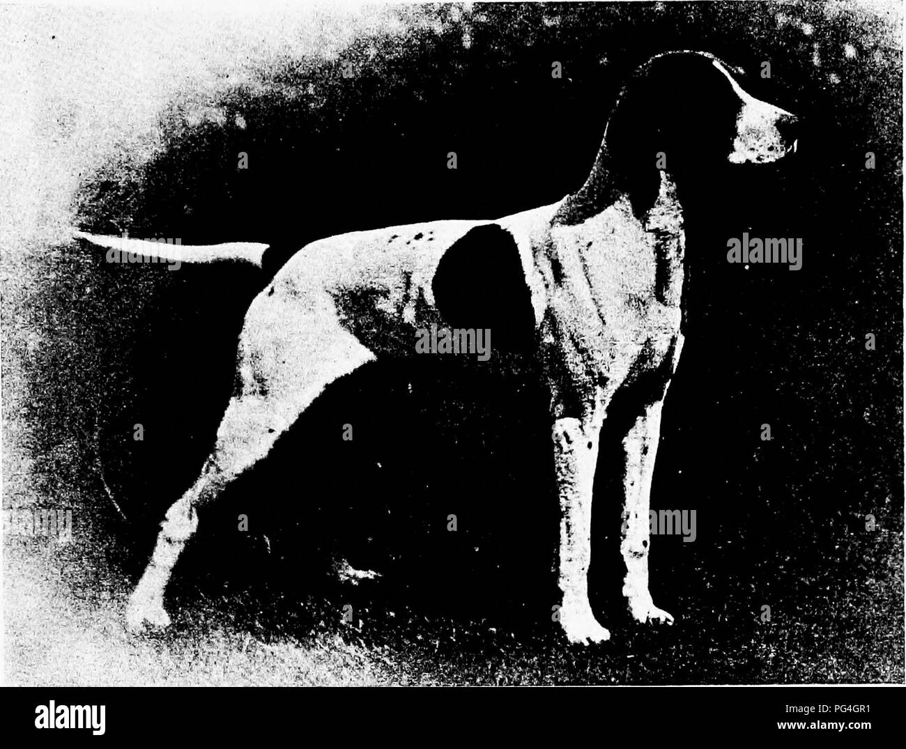 Questo estratto da *The Dog Book* fornisce una storia delle razze di cani, che descrive dettagliatamente la cura, la gestione e l'esposizione dei cani. Inoltre, è possibile ammirare Champion Bracket, un cane leggero della Graphic Kennels, noto per i suoi successi come padre di cani famosi come Lad of Kent. Foto Stock