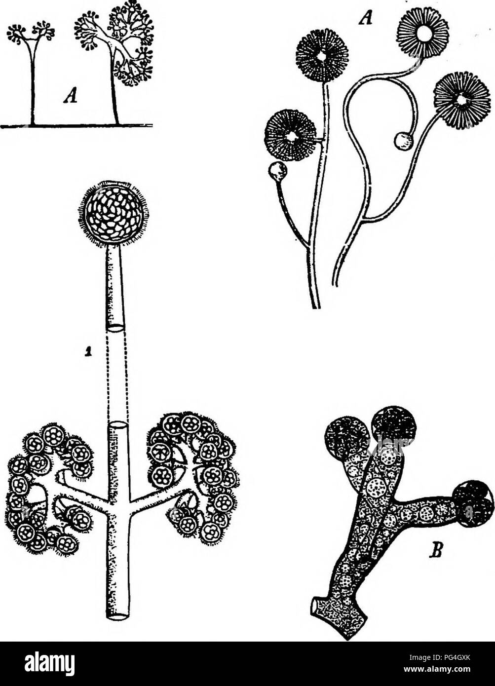 . I funghi che causano malattia vegetale . Le malattie delle piante; funghi. 100 i funghi che causano malattia vegetale P. dipsaci Tul. su teasel e Scabiosa in Europa e in America e P. violacea Berk, i fiori delle specie di Scabiosa in Europa sono distinti dai precedenti; P. schachtii Fcl. su bietole uccide le piantine in Europa. P. linariae Pel. è su digitalis; P. cytisi. FlQ. 69.-Sporophores nel Zygomycetes. Dopo de Bary, Brefeld, Cunningham, Schroter. Rost.""""^ su specie di Cytisus in Europa; P. arborescens (Berk.) de Bary su papaveri, specialmente le piantine da giardino, in Europa e in Foto Stock