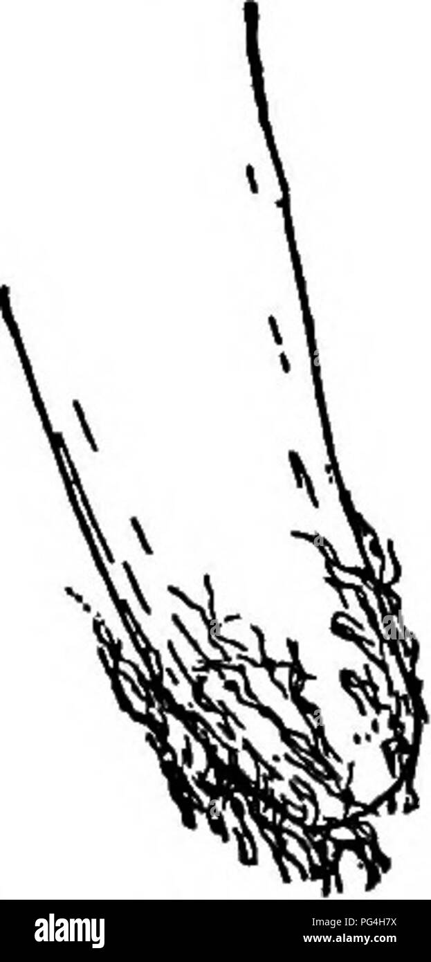 . I funghi che causano malattia vegetale . Le malattie delle piante; funghi. B. amylovorus (Burr.) De Toni. (Numero del gruppo 221. 0-.) Bacillus in brodo, 0,9-1,5 x 0,7-1,0 fi, più a lungo quando i vecchi. Il Gram positivo; nessuna capsula; flagelli diversi; no spore; brodo offuscato, pellicola leggera. La gelatina mostra lento, crateriform lique- fazione. Agar, sepolto colonie bianco, colonie di superficie elevata, circolare wet-shining, margine irregolare. Il latte coagulato in tre quarti di un giorno più tardi digerito in un condizione pastosa. Opz. 25-30°. T. D. P. 43,7°, 10 min. Faculta- tivo i anaerobe. Indol prodotta; nessun gas; nessun suino- mento. I batteri w Foto Stock