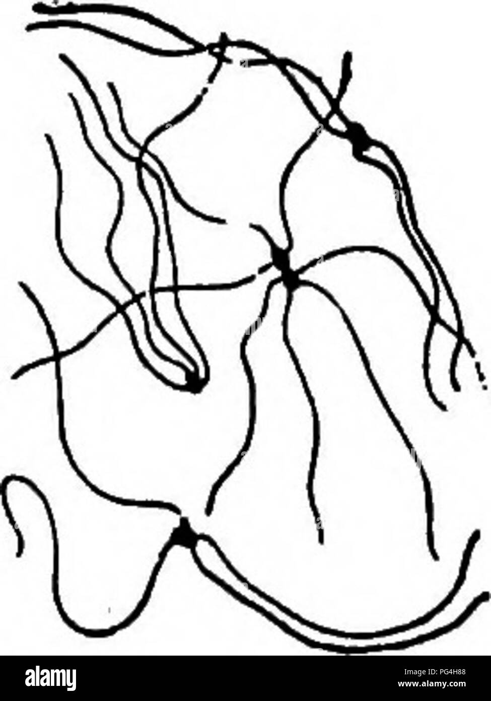 Questo lavoro si concentra sui funghi responsabili delle malattie delle piante, con descrizioni dettagliate di varie specie come *Bacillus amylovorus*. Copre le loro caratteristiche, le condizioni di crescita e gli effetti sulle piante, fornendo una comprensione approfondita del loro ruolo nella patologia delle piante. Foto Stock