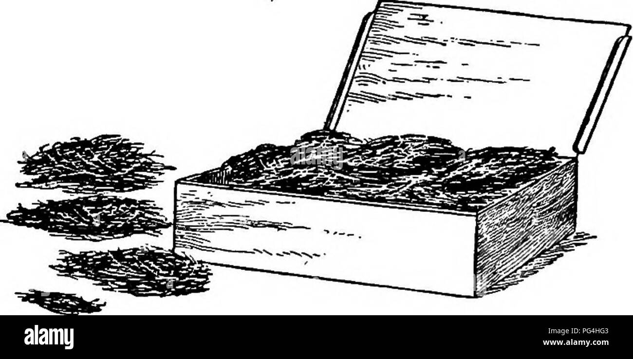 . Funghi : come far crescere la loro : un pratico trattato sulla cultura del fungo di profitto e di piacere . I funghi. 82 Funghi, come crescere THKM. makers produrrà un buon raccolto di funghi come il vecchio mulino-via naturale di spawn usato per fare. Il fiocco spawn è ciò che è generalmente noto come francese spawn, e importati in questo paese dalla Francia. Ma la fabbricazione di "Francese" spawn per la vendita, come sempre, non è strettamente limitata alla Francia. Si tratta di mettere fino a. Fig. 22. Flake oe Spawn francese. due modi, vale a dire ben imballati in sottili casse in legno, contenenti ciascuna due o tre libbre di spawn, Foto Stock