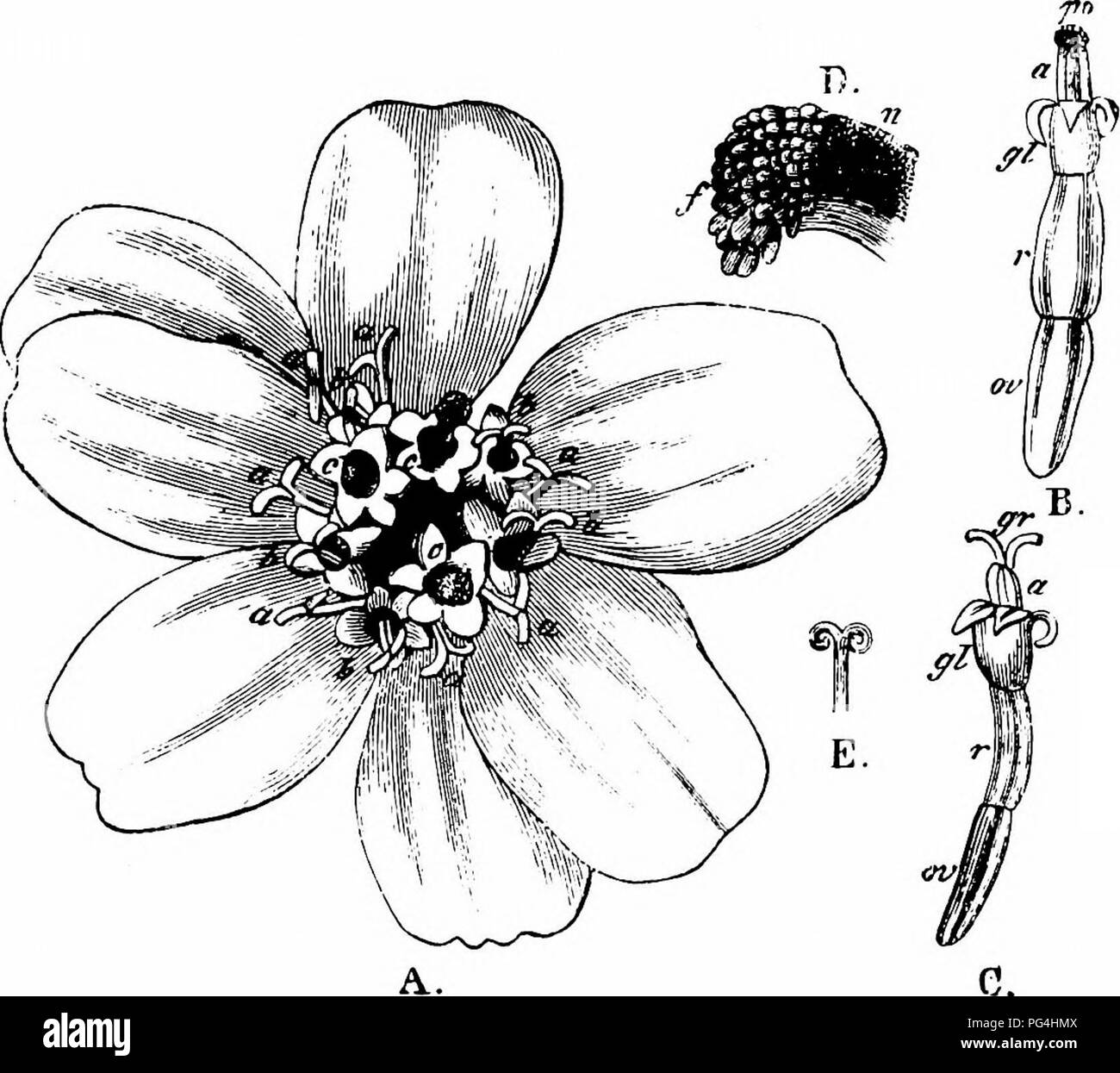 . Manuale di impollinazione dei fiori : basato su Hermann Mu?iler di lavoro "La fertilizzazione di fiori da insetti' . La fecondazione di piante. 6i6 Angiospermae Dicotyledones-6 imenotteri, 5 hover-vola, 7 altri ditteri, 4 lepidotteri e coleotteri 3 (Bot. Jaarb. Dodonaea, Gand, v, 1893, P- 4^3); (Pirenei orientali), 2 imenotteri, 4 coleotteri e II vola (op. cit., III, 1891, p. 362). Smith (Inghilterra), le api CoUetes daviesanus K. E C. marginatus Z. Saunders (Inghilterra), 4 api-i. Colletes picistig^a spine.; 2. Prosopis cornuta SNI. ; 3. P. dilatata K.; 4. P. masoni Saund. Scott- Elliot (Dumfriesshire), Foto Stock