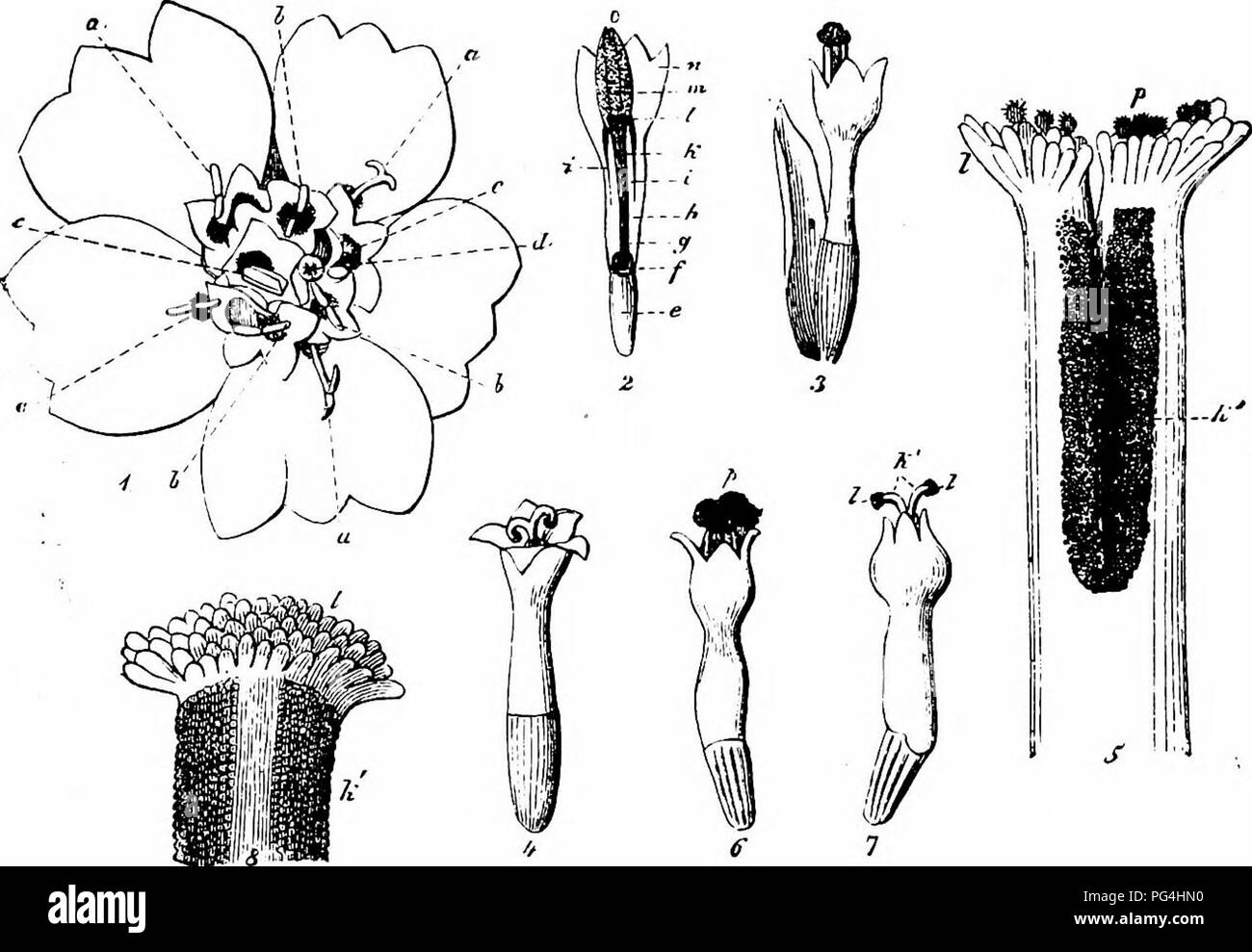 . Manuale di impollinazione dei fiori : basato su Hermann MuÌller di lavoro "La fertilizzazione di fiori da insetti' . La fecondazione di piante. 6l2 ANCIOSPERMAEâDICOTYLEDONES girando le loro superfici dello stimma verso l'alto, e sporgono leggermente da campana, mentre il vuoto di antere diventano un po' arretrato. Il disco di broccoli sono solitamente circondato da 5 ray-broccoli con grande corolla-arti e nessun stami; questi aumentano il diametro della testa di 9-10 mm. In mancanza di insetto-visite, automatic self-impollinazione è effettuata nel disco-broccoli dalla caduta di polline dalle ampie-peli sulla stigmatizzazione esteso Foto Stock