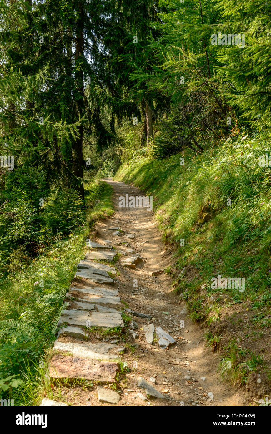 Dettaglio della natura della montagna a piedi tra i boschi verdi, girato su un luminoso giorno di estate a Gressoney Saint Jean, valle del Lys, Aosta, Italia Foto Stock