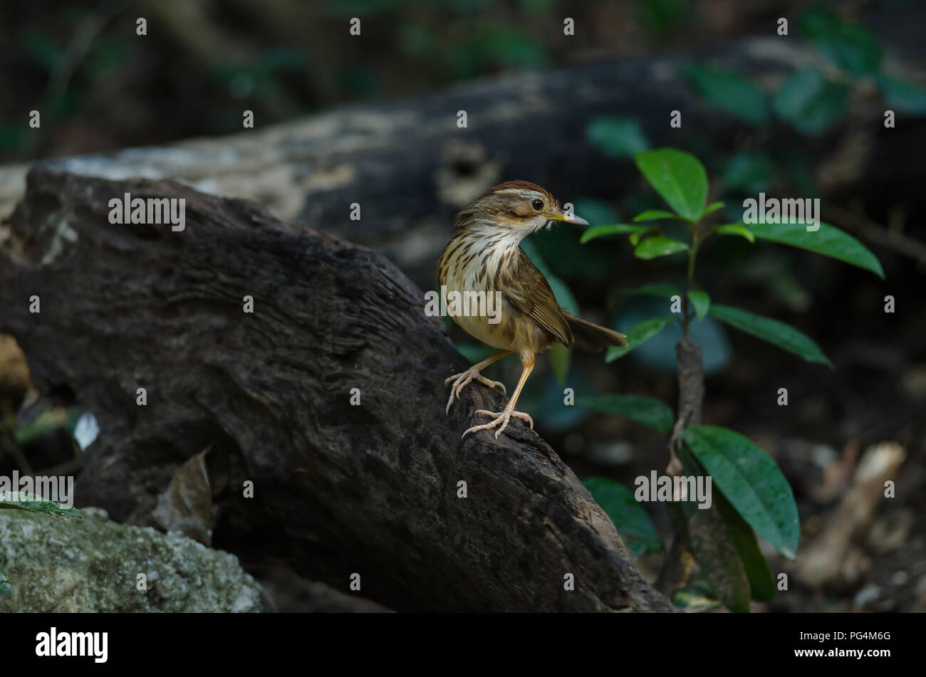 Puff-throated Babbler nella foresta tropicale (Pellorneum ruficeps) Foto Stock