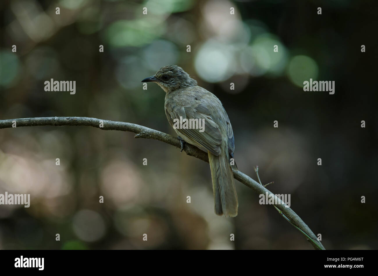 Stripe-throated Bulbul su un ramo (Pycnonotus finlaysoni) Foto Stock