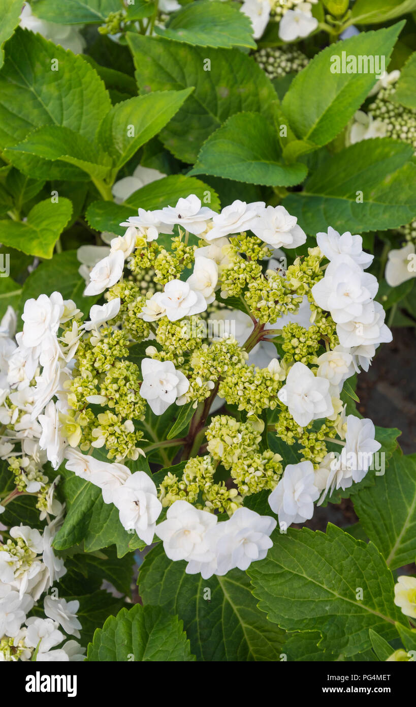 Hydrangea macrophylla 'Abito da sposa' fiori che crescono in estate (agosto) nel West Sussex, in Inghilterra, Regno Unito. Foto Stock