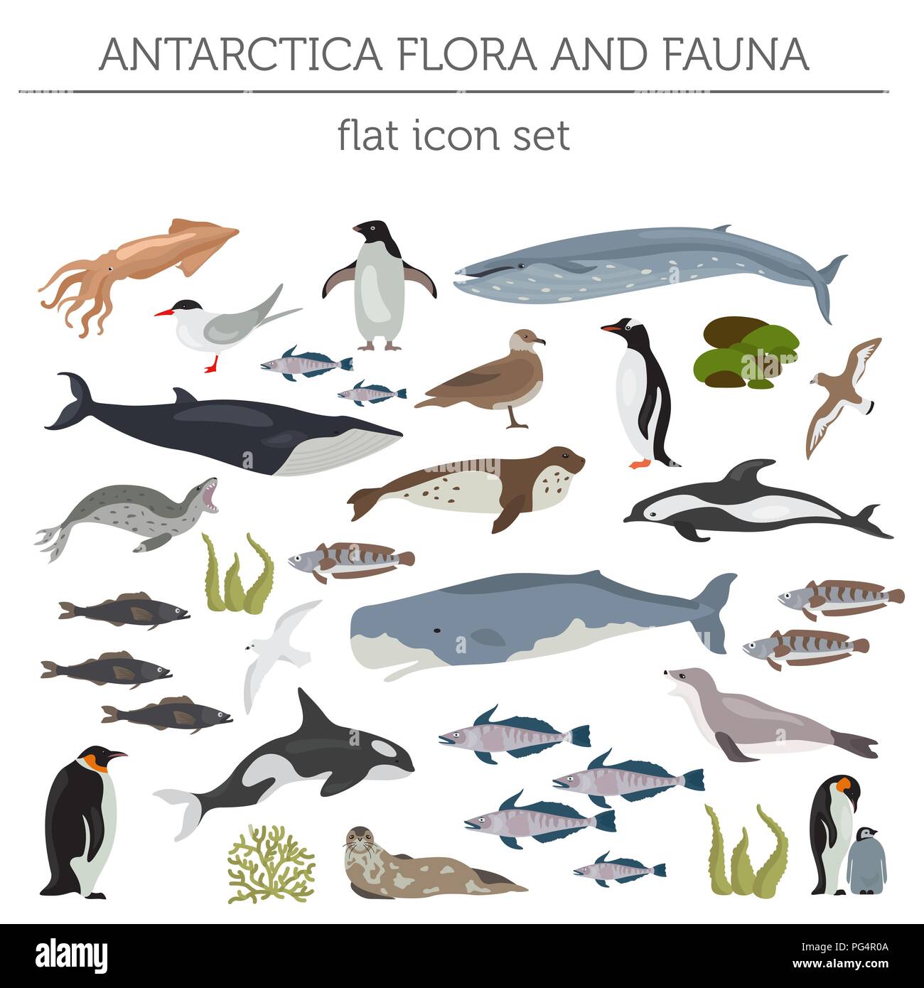 Antartico, l'Antartide la flora e la fauna di elementi piani. Animali,  uccelli e Sea life grandi set. Costruisci il tuo geografia infographics  collection. Illustr vettore Immagine e Vettoriale - Alamy
