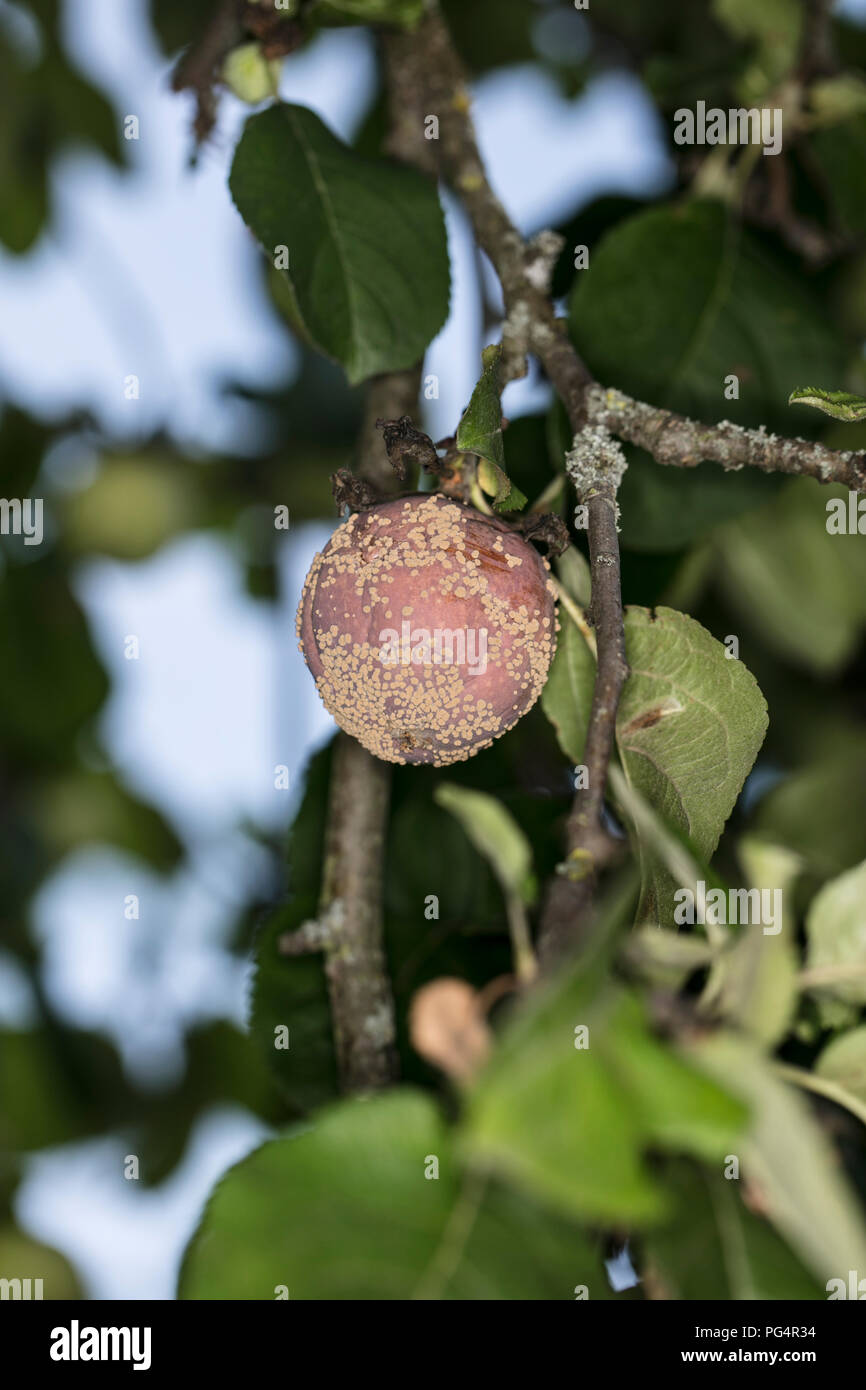 Una mela marcia si blocca su un albero Foto Stock