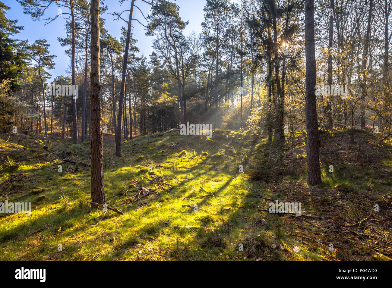Sole che splende attraverso la foresta di alberi in mattina presto la primavera su dwingelder veld riserva naturale Drebthe Paesi Bassi Foto Stock