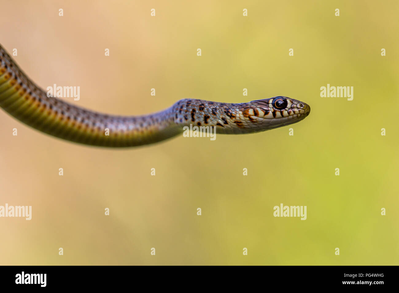 Grande frusta Snake (Coluber caspius) ritratto luminoso contro lo sfondo di colore verde Foto Stock
