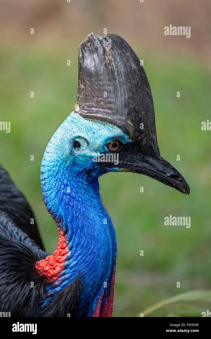 Australia. Casuario meridionale aka double-wattled casuario, casuario australiano o due-wattled casuario (Casuarius casuarius johnsonii). Foto Stock