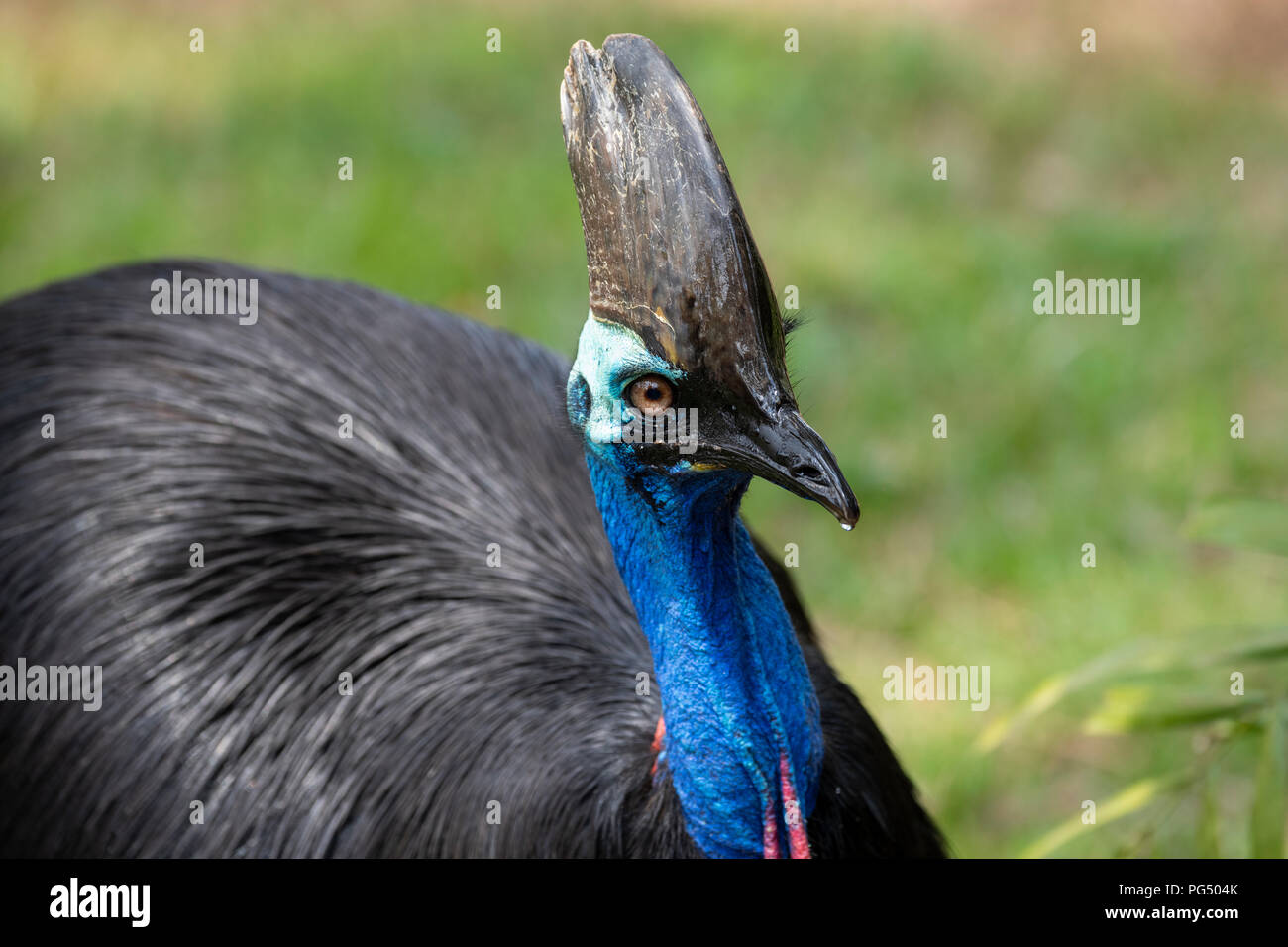 Australia. Casuario meridionale aka double-wattled casuario, casuario australiano o due-wattled casuario (Casuarius casuarius johnsonii) Foto Stock