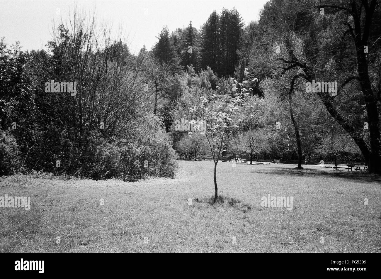 Campo e giovani alberi in corrispondenza di Redwoods parco regionale, un East Bay Regional Park di Oakland, California, 19 aprile 2018. () Foto Stock