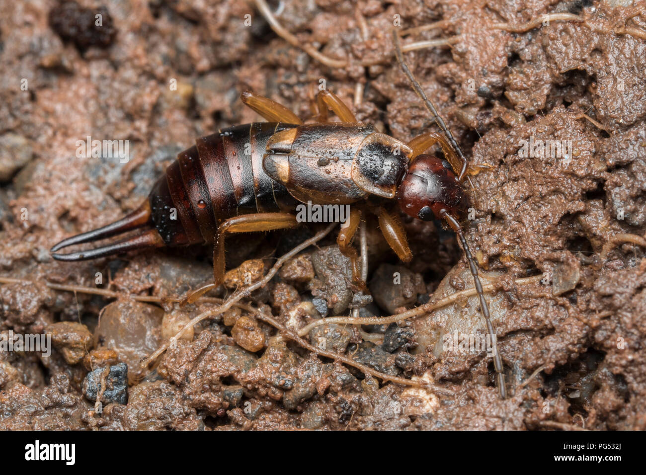 Earwig comune a riposo sotto una roccia. Tipperary, Irlanda Foto Stock