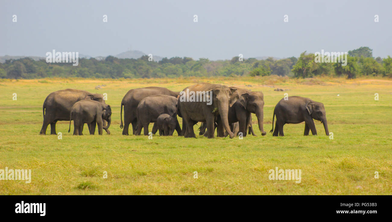 Elefanti indiani - sri lanka - kaudulla national park Foto Stock