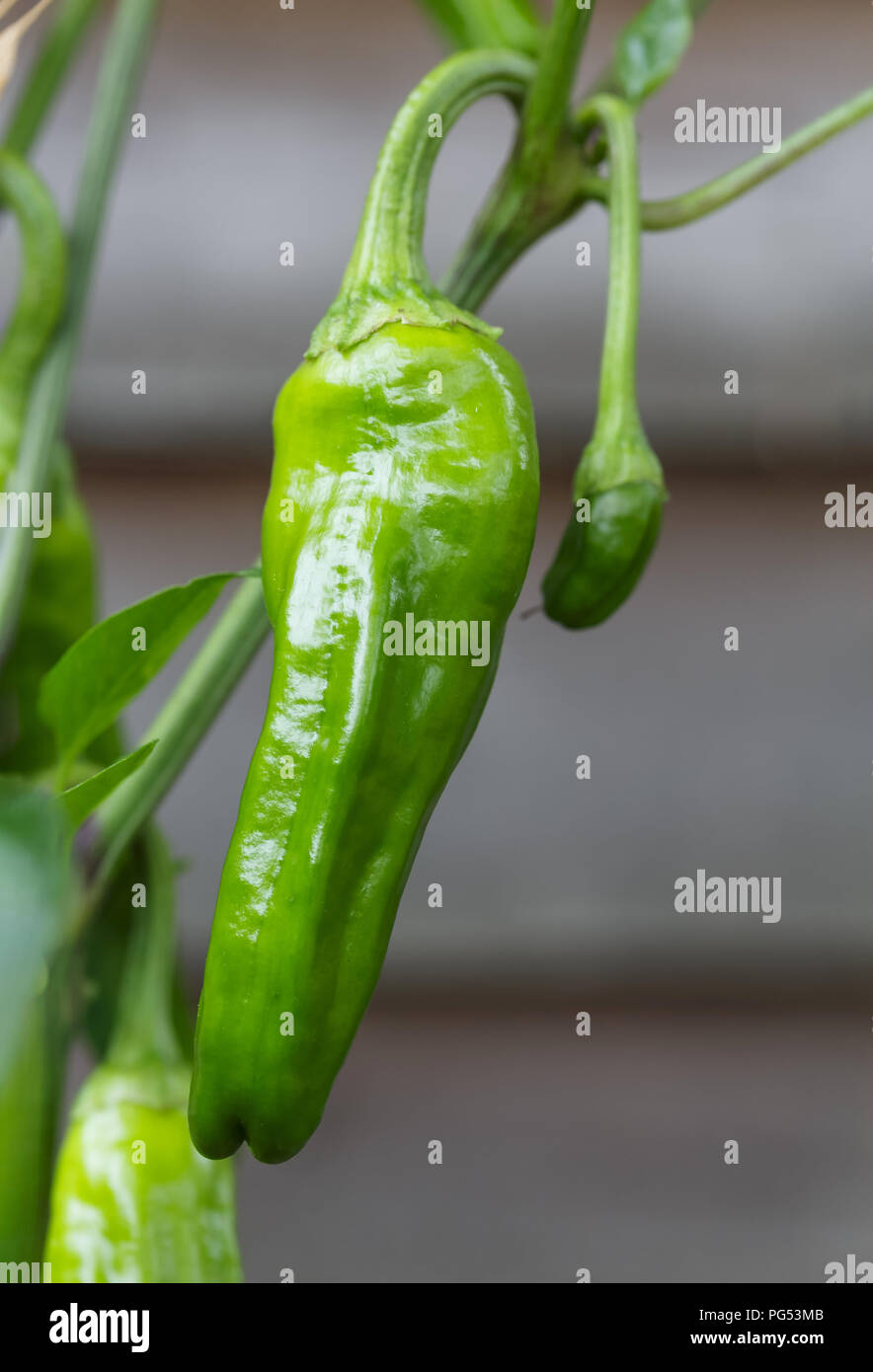 Primo piano di una Padron peperoncino che cresce su una pianta. I peperoni sono popolari come un tapas spagnole piatto Foto Stock