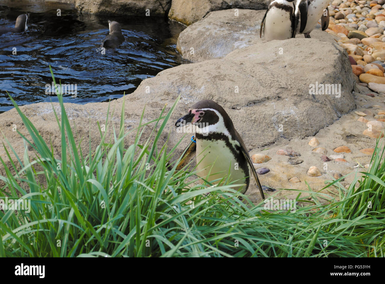 Magellanic Penguin Foto Stock