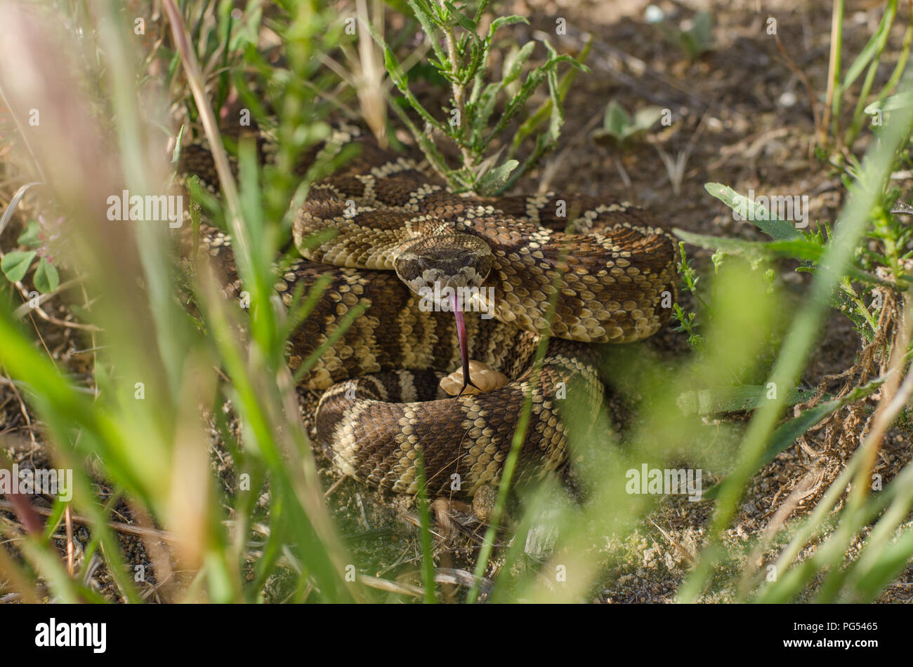 Rattlesnake nell'erba. California settentrionale, il tempo primaverile. Foto Stock