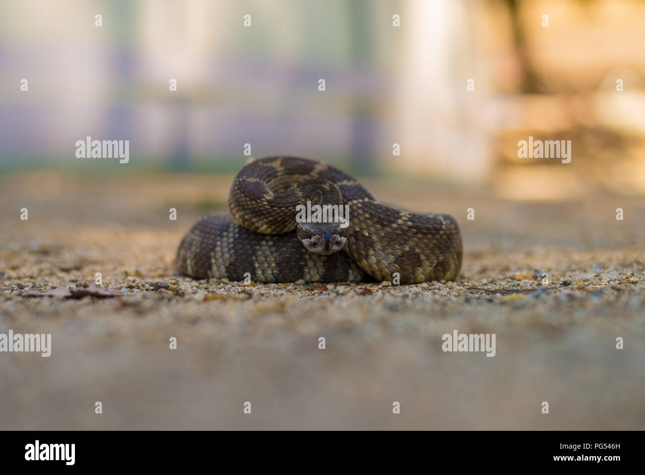 Rattlesnake guardare verso il basso. Foto Stock