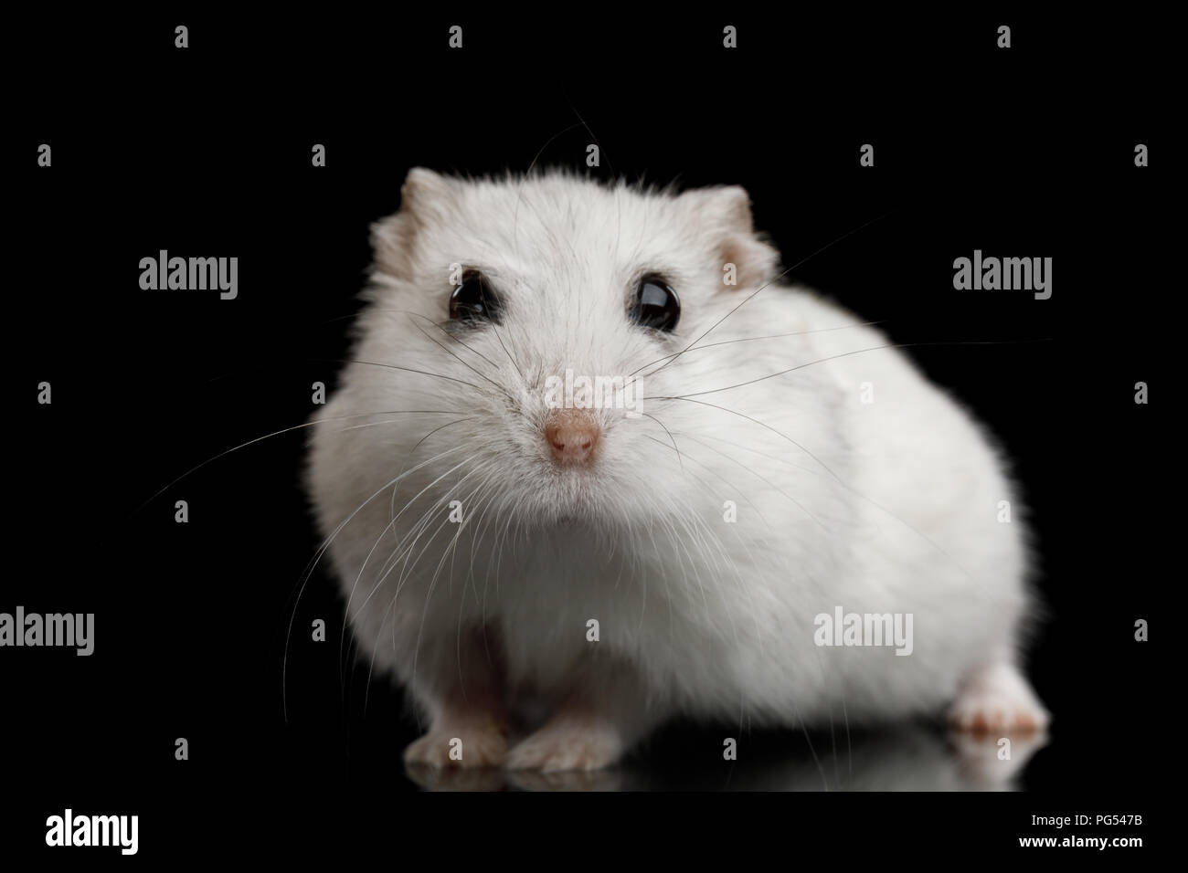 Curioso di criceto bianco seduta isolato su sfondo nero con la riflessione Foto Stock