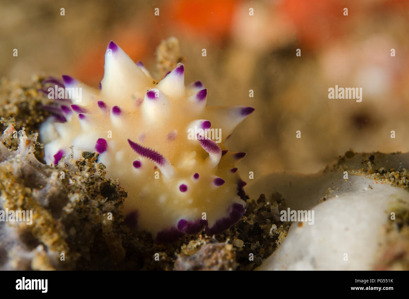 Accidentato Mexichromis Sea Slug, Mexichromis multituberculata, Chromodoridae, Anilao, Batangas, Filippine, Mare delle Filippine, Oceano Pacifico, in Asia Foto Stock