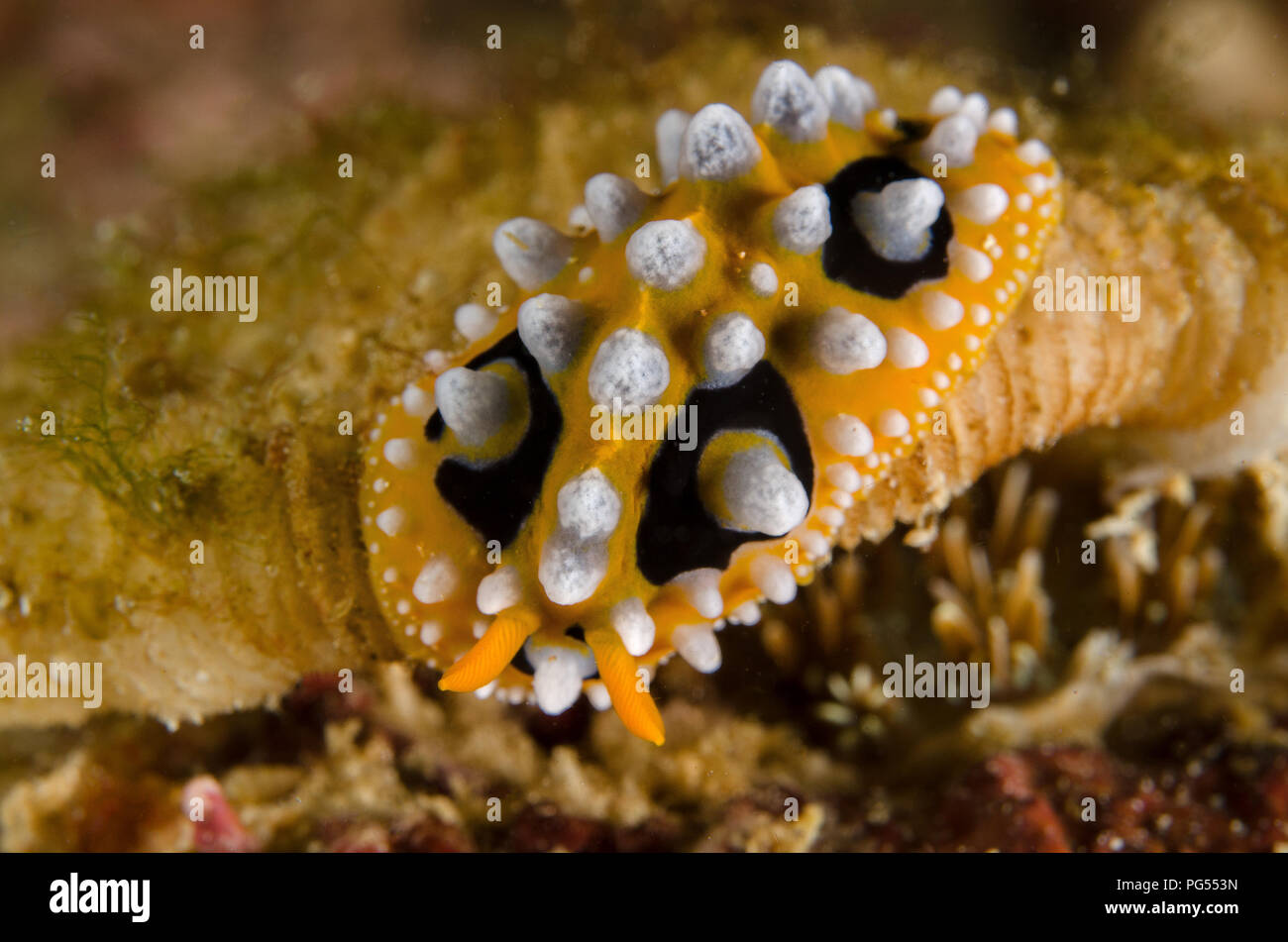 Sea Slug, Phyllidia ocellata, Phyllidiidae, Anilao, Batangas, Filippine, Mare delle Filippine, Oceano Pacifico, in Asia Foto Stock