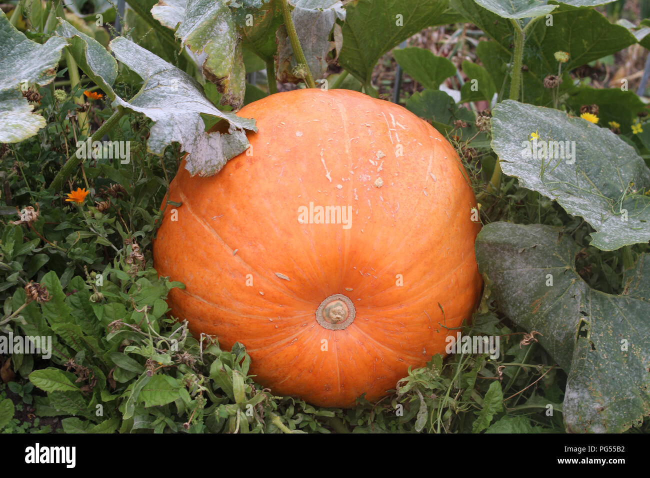 Un gigante arancio pianta di zucca seduta sul terreno circondato dalla sua vegetazione. Foto Stock