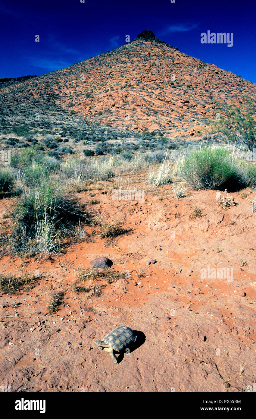 Deserto tartaruga (Gopherus agassizii) a scogliere rosso deserto riserva nel SW Utah Foto Stock