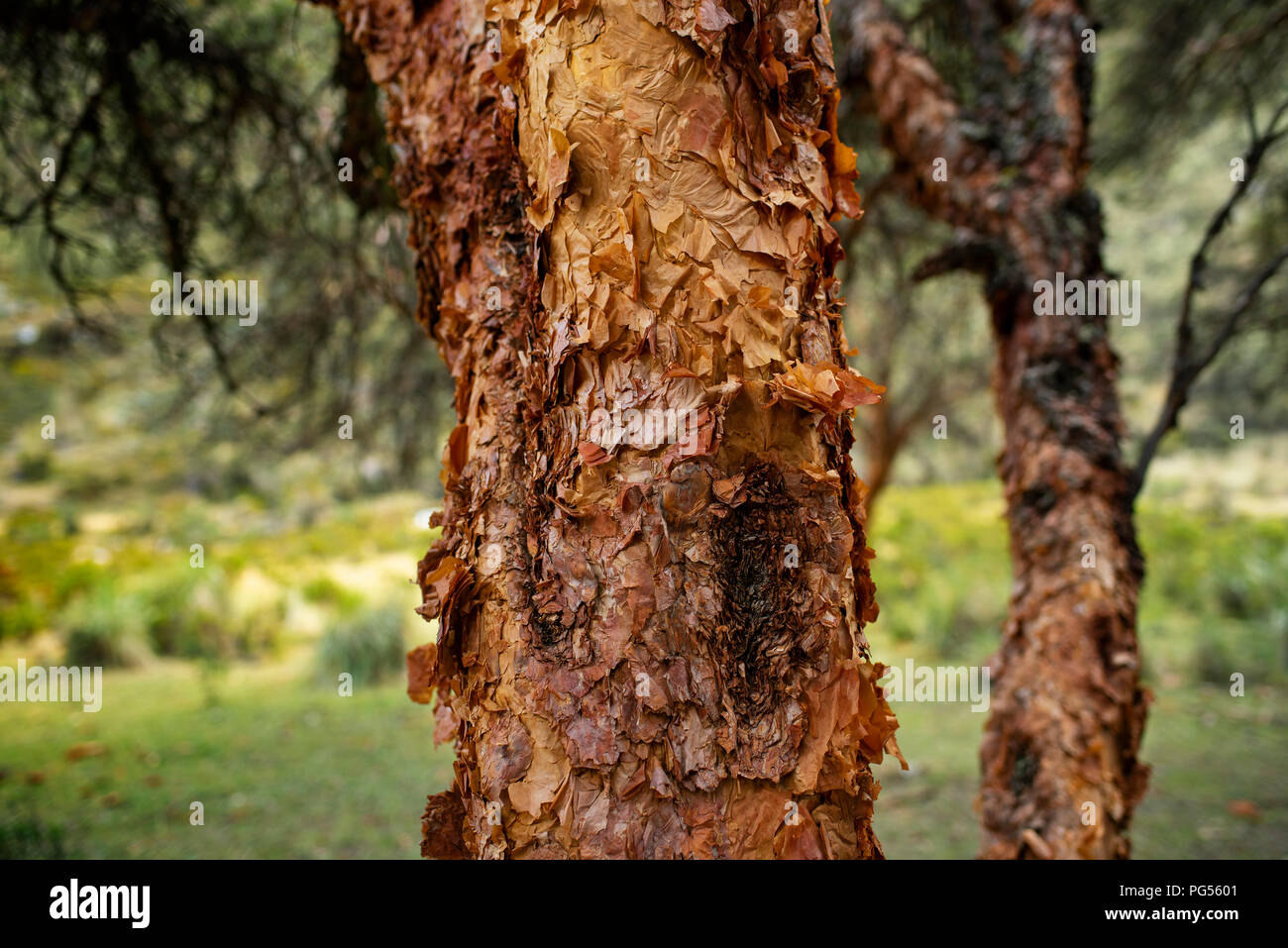 Primo piano di una struttura ad albero paperbark (Polylepis racemosa) / quenua albero nel Parco Nazionale del Huascaran. Cordillera Blanca montagne, Ancash Regione, Perù. Lug 2018 Foto Stock