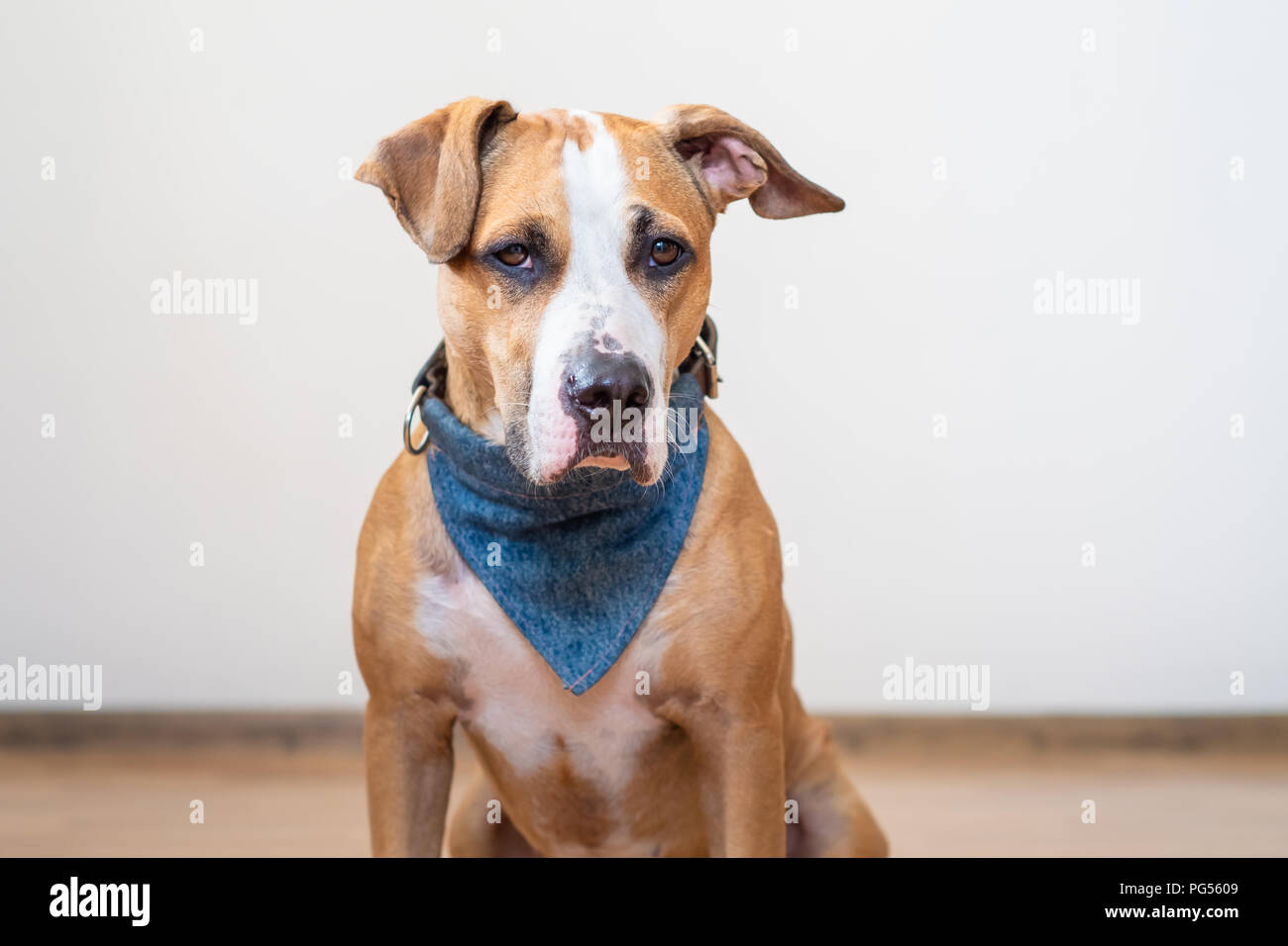 Ritratto di carino giovane cane in ambienti chiusi. Foto Stock