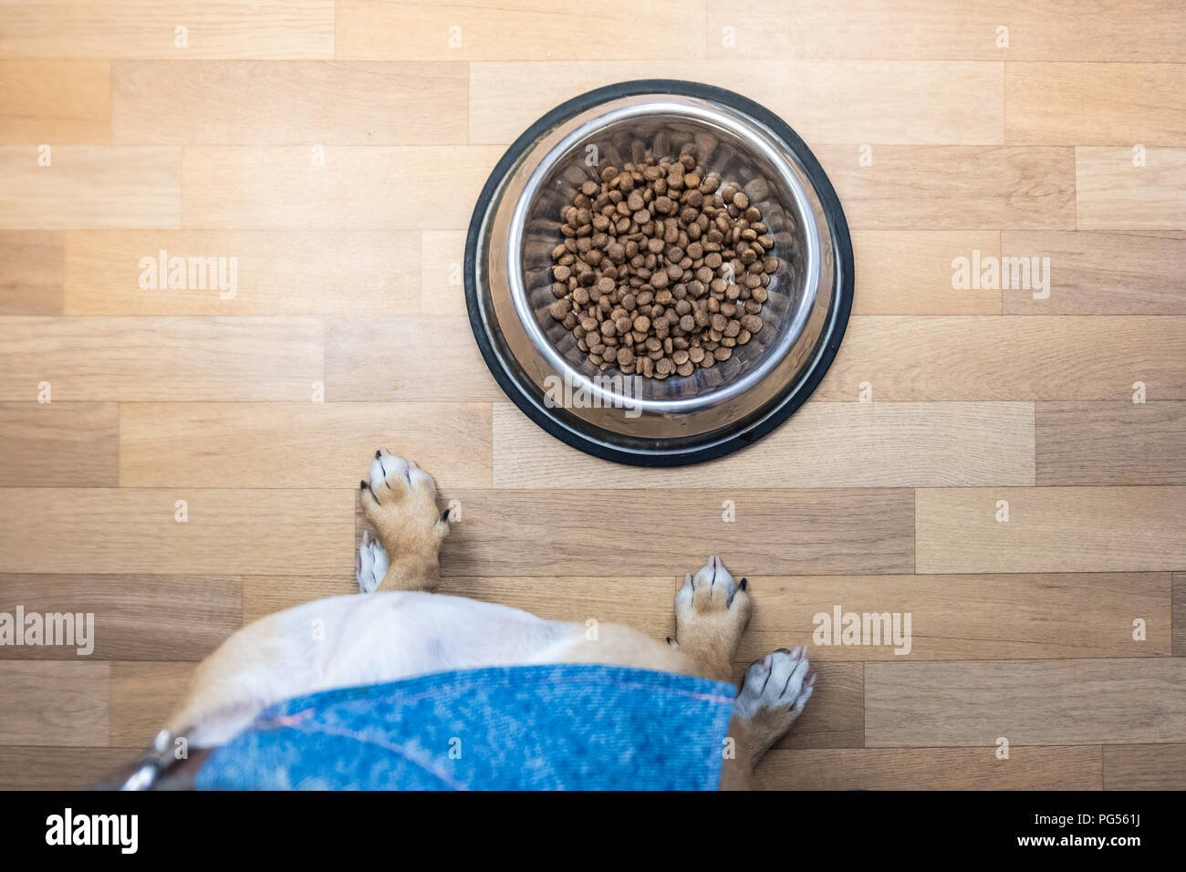 Vista superiore del cane pronto a mangiare il cibo dalla ciotola. Il punto di vista di un cucciolo seduto di fronte a una ciotola con il cibo in ambienti chiusi. Foto Stock