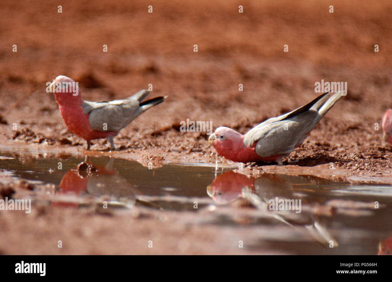 Galahs (Eolophus roseicapilla) bevendo un waterhole in outback Australia Occidentale. Foto Stock