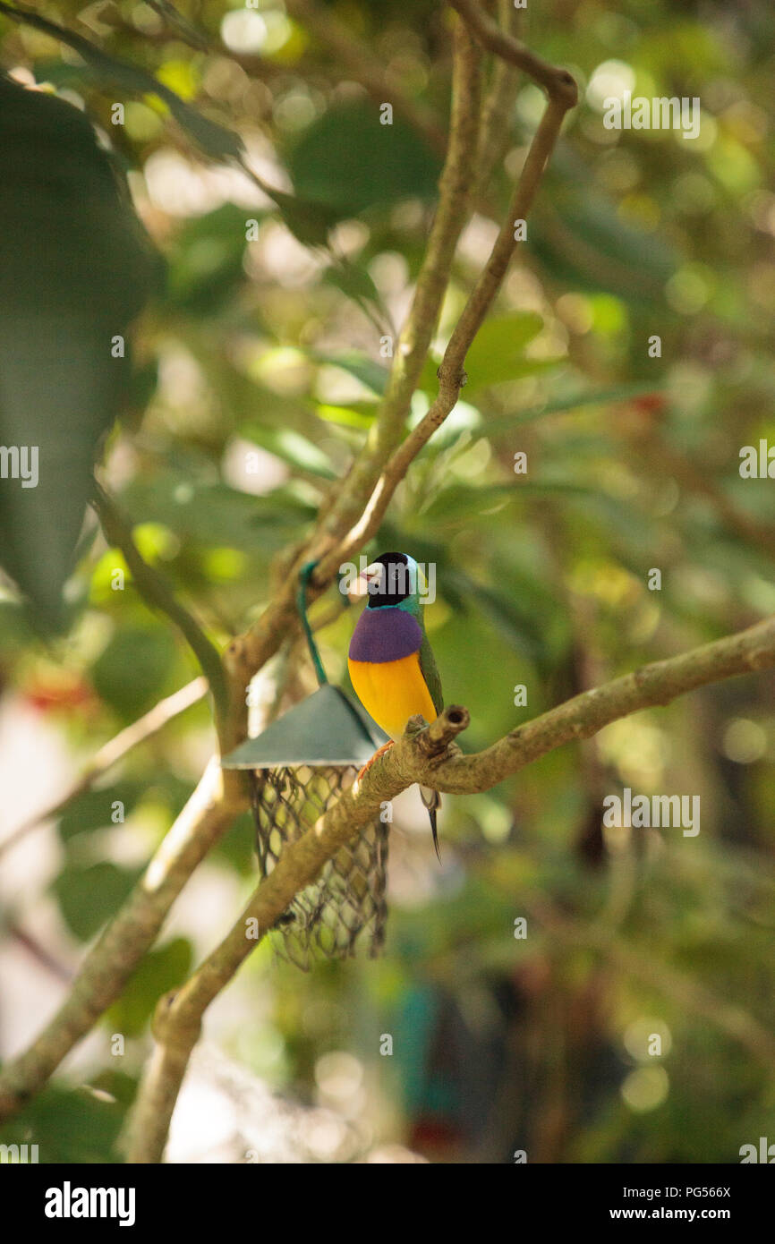 Giallo, blu e viola Lady Gouldian finch Erythrura gouldiae posatoi su un albero in un giardino tropicale. Foto Stock