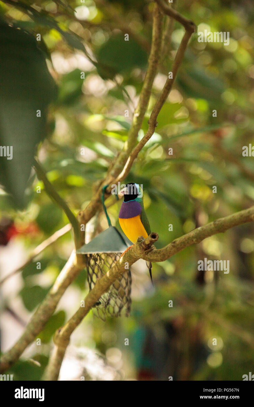 Giallo, blu e viola Lady Gouldian finch Erythrura gouldiae posatoi su un albero in un giardino tropicale. Foto Stock