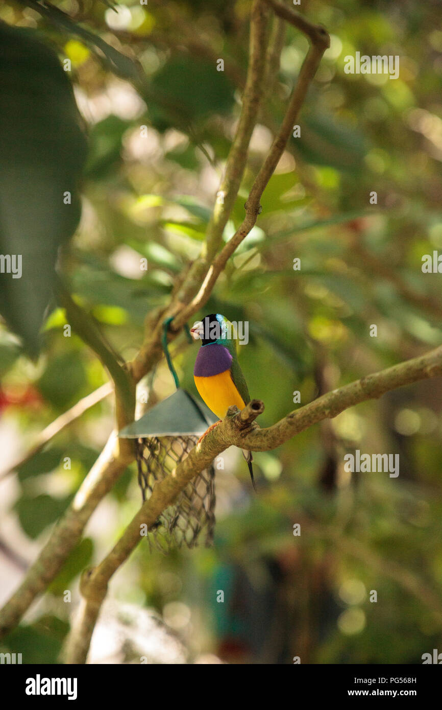 Giallo, blu e viola Lady Gouldian finch Erythrura gouldiae posatoi su un albero in un giardino tropicale. Foto Stock