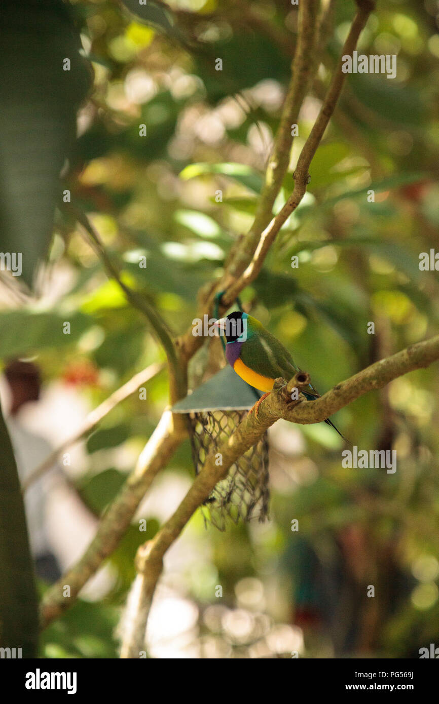 Giallo, blu e viola Lady Gouldian finch Erythrura gouldiae posatoi su un albero in un giardino tropicale. Foto Stock