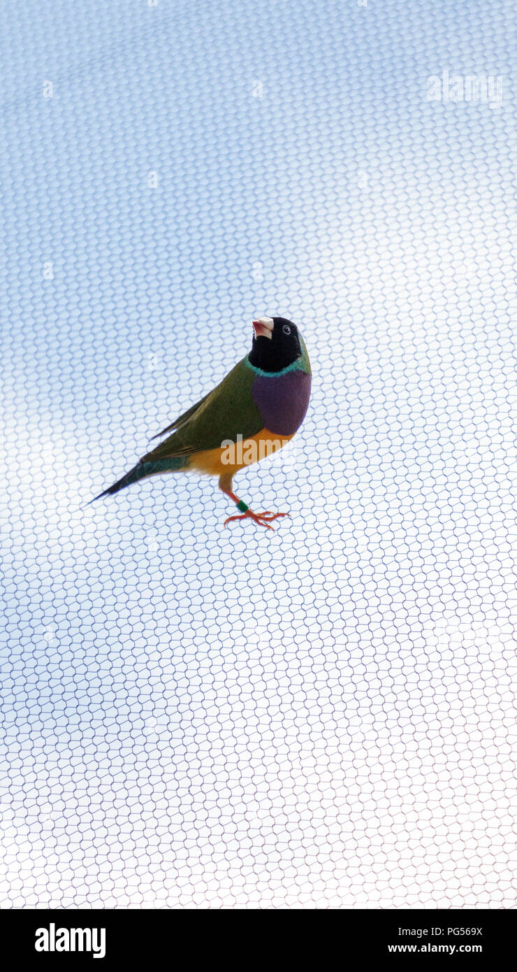 Giallo, blu e viola Lady Gouldian finch Erythrura gouldiae posatoi su un albero in un giardino tropicale. Foto Stock