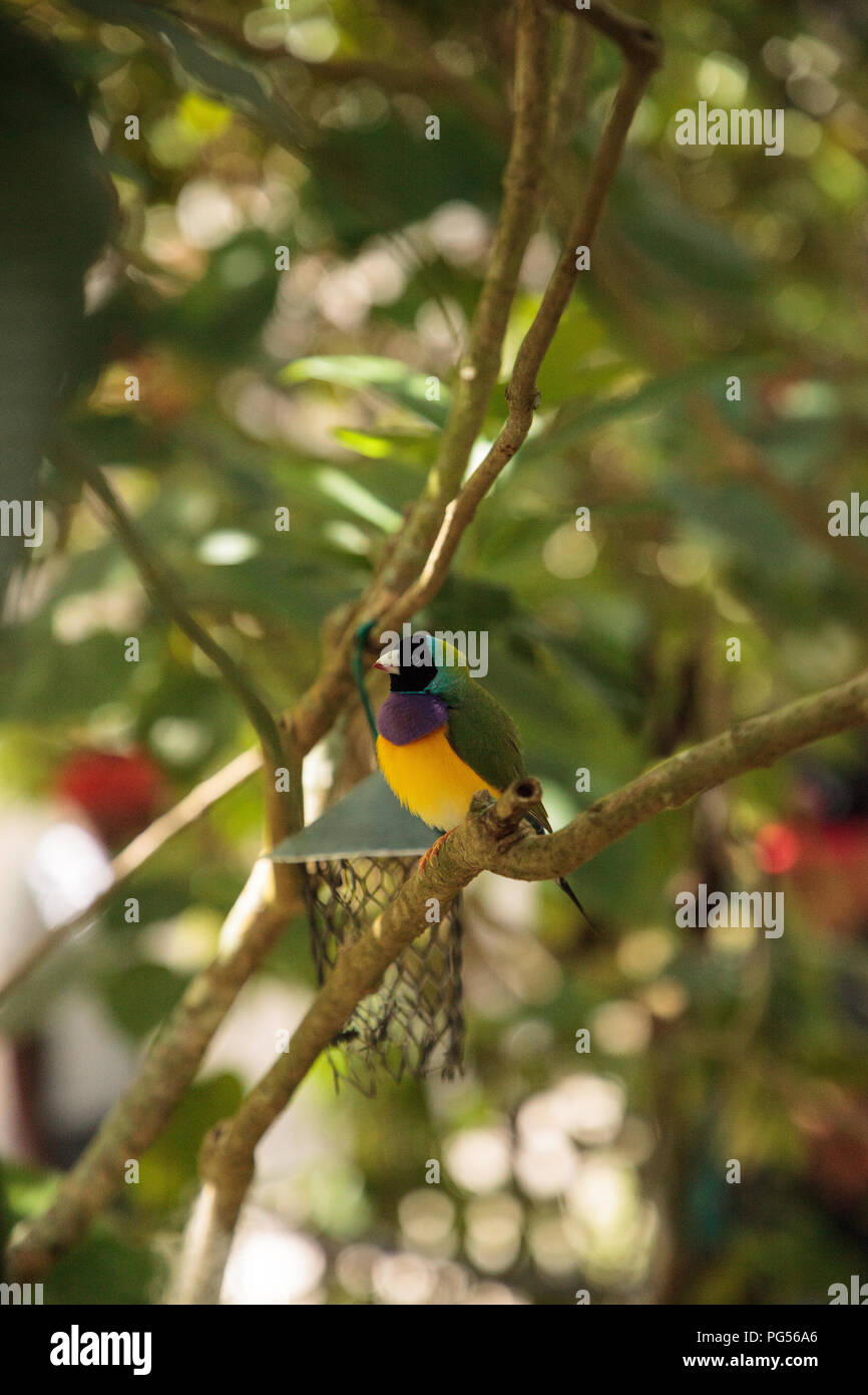 Giallo, blu e viola Lady Gouldian finch Erythrura gouldiae posatoi su un albero in un giardino tropicale. Foto Stock